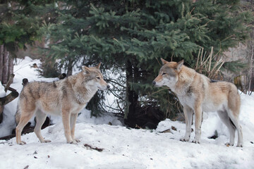 Obraz premium Two wolves of male and female stand opposite each other in a snowy forest on the background
