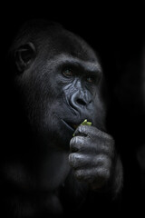 Pensive monkey gorilla holding a bright green leaflet in hand, symbol of intelligent animals, contrast portrait on - 419072913