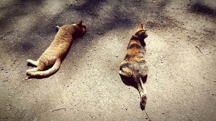 cats sleeping