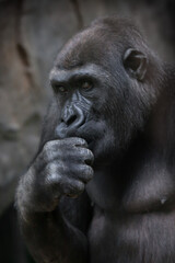 Obraz premium Gorilla female thinks putting his head on a fist