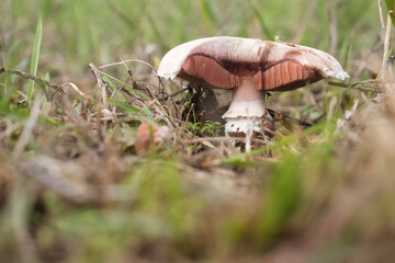 Broken mushroom in the grass on a spring day near Potzbach, Germany.