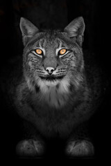 Lynx in the night full face look calm cat with orange eyes and a discolored black and white body