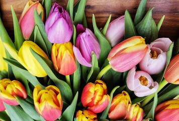 Spring tulips bouquet on wooden background.