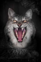 Demonic cat bared its mouth in satanic laughter, red mouth and eyes burning with hellfire - 419073731
