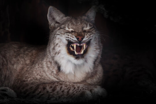 The grin of a lynx cat sitting in the dark, bared fangs on a black background