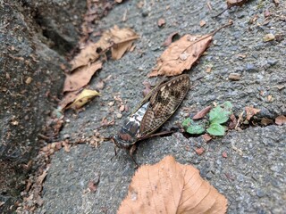 resting cicada