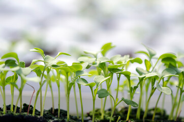 Fototapeta na wymiar hydroponic farming