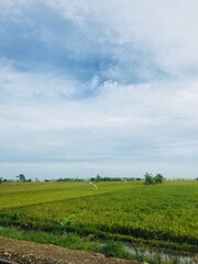 Obraz premium green field and sky