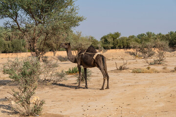Camel farm at the tuwaiq mountains near Riyadh, Saudi Arabia