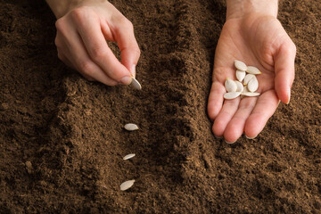 Young adult woman hand planting pumpkin seeds in fresh brown dark soil. Closeup. Preparation for garden season in early spring. Front view.