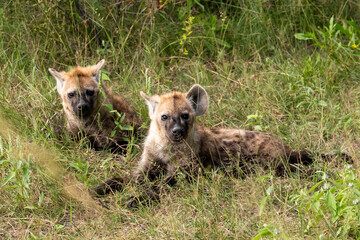 Hyena, detail portrait. Spotted hyena, Crocuta crocuta, angry animal near the water hole, dark forest with trees. Animal in nature, Okavango, Botswana. Wildlife Africa.