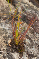 Close up of  a single plant of the Sundew Drosera spiralis in natural habitat close to Botumirim in Minas Gerais, Brazil