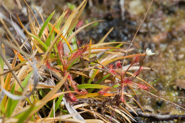 Two plants of Drosera grantsaui growing between grases close to Botumirim in Minas Gerais, Brazil