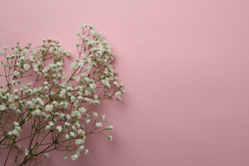 Beautiful gypsophila flowers on pink background, space for text