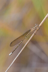 Side View of a dragonfly close to Botumirim in Minas Gerais, Brazil