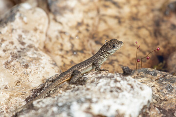 A lizard (Tropidurus sp.) bathing in the sun close to Botumirim in Minas Gerais, Brazil