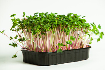 Growing sprouted seeds, microgreens. Healthy lifestyle. Green sprouts in a block of soil.