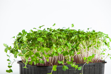 Growing sprouted seeds, microgreens. Healthy lifestyle. Green sprouts in a block of soil.