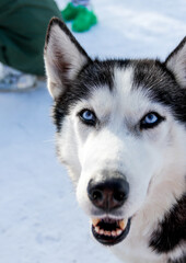 Portrait of a Siberian husky, friendship forever. Pet. Husky