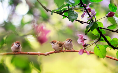  funny birds and chicks sparrows sit on a branch in a sunny blooming garden