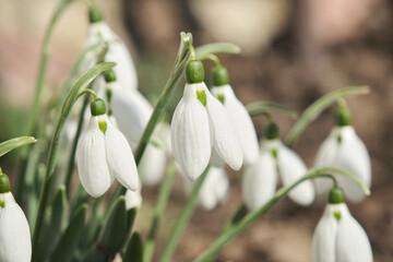 Closeup shot of fresh early snowdrops or common snowdrops Galanthus nivalis