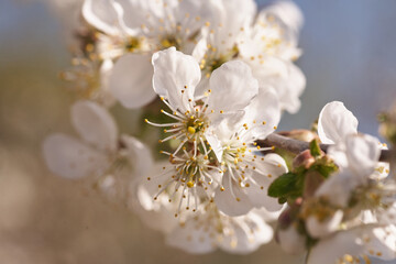 Close up white cherry blossom tree in the spring