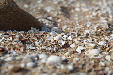 beautiful seashells on the beach, on the beach