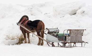 horse harnessed to a sleigh, horse riding in Russia on holiday