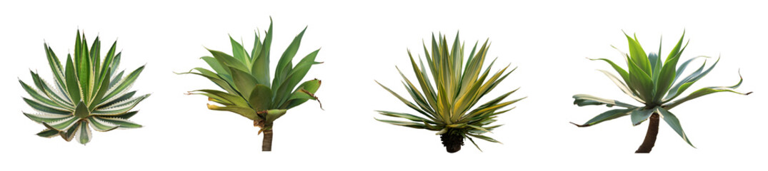Set collection Agave plant isolated on white background.This has clipping path.