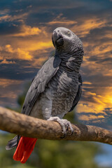 Grey parrot (Psittacus erithacus) Congo African grey parrot