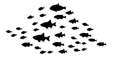 Silhouettes of groups of  fishes on white