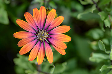 orange osteospermum flower in the garden