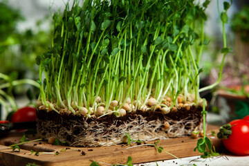Growing sprouted seeds, microgreens. Healthy lifestyle. Green sprouts in a block of soil.