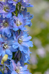 blue delphinium flowers on green natural background
