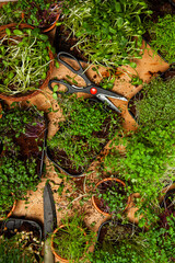 Growing sprouted seeds, microgreens. Healthy lifestyle. Green sprouts in a block of soil.