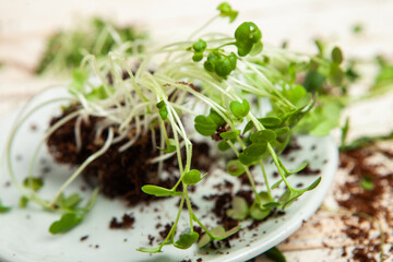 Growing sprouted seeds, microgreens. Healthy lifestyle. Green sprouts in a block of soil.