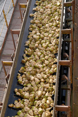 Sucrerie de Sainte-Emilie, betterraves sur tapis roulant