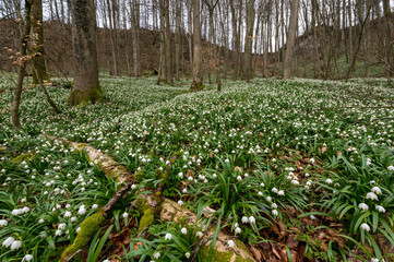 forest floor full of spring snowflakes (german Märzenbecher, lat. Leucojum vernum) and death trees in Switzerland