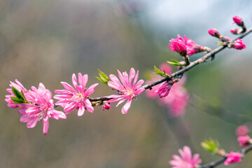 咲いている菊桃の花
