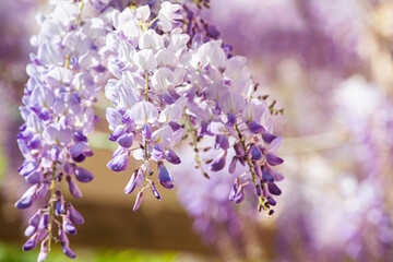 Close up of wisteria flowers and blurry light background