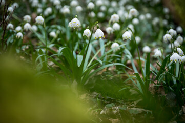 close up of a spring snowflake (german Märzenbecher, lat. Leucojum vernum) in Switzerland