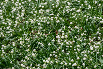 spring snowflakes in a forest (german M&auml;rzenbecher, lat. Leucojum vernum) in Switzerland