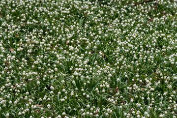 spring snowflakes in a forest (german Märzenbecher, lat. Leucojum vernum) in Switzerland