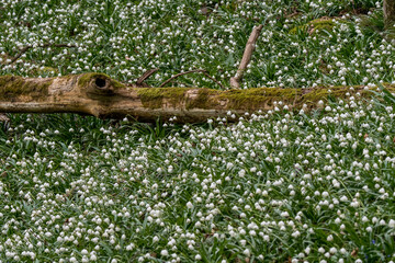 moos covered death tree surrounded by a field of wildgrowing spring snowflakes (german Märzenbecher, lat. Leucojum vernum) in Switzerland