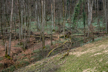 forest full of spring snowflake (german Märzenbecher, lat. Leucojum vernum) in Switzerland