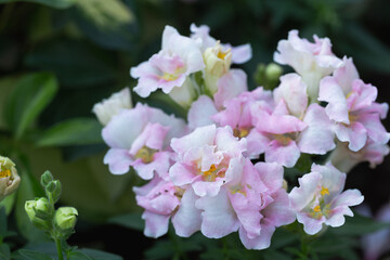 Snapdragon flowers in the garden at spring day. Antirrhinum majus