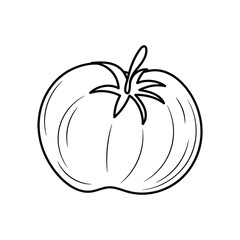 Tomato vector illustration, simple hand drawn vegetable Line Icon 