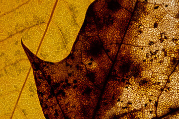 close up of two autumn leaves