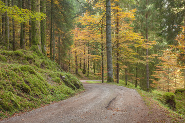 Obraz premium foliage inside an Italian forest at fall