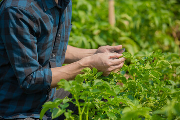 Business man a farmer's watching the potato plant photos of potato leaves on the Harvest season